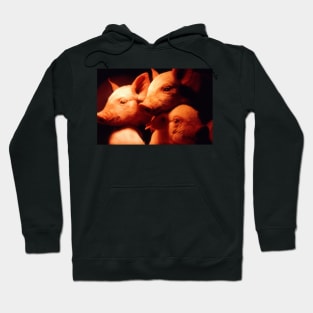 Three Little Pigs Hoodie